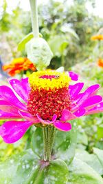 Close-up of flower blooming outdoors