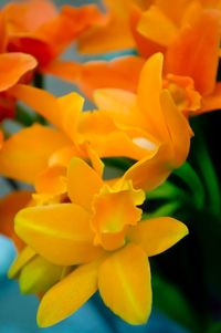 Close-up of yellow flowers blooming outdoors