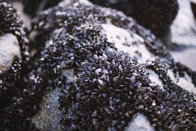 Close-up of clams on rock