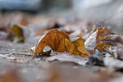 Close-up of dried autumn leaves
