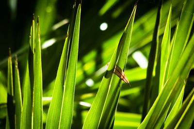Close-up of leaf on grass