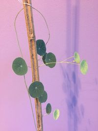 Close-up of plant against wall