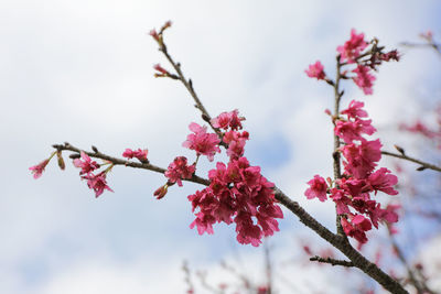 Low angle view of pink flowers on branch