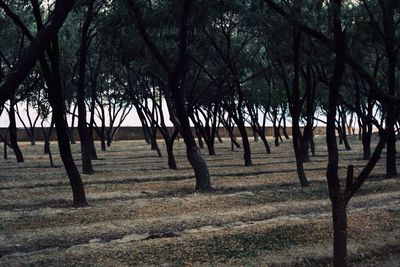 Trees on landscape