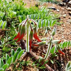 Close-up of plants growing on field