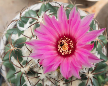 Close-up of pink flower