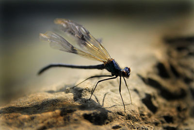 Close-up of damselfly on leaf