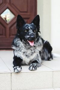 Portrait of black dog sitting on floor at home