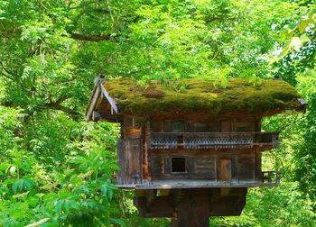 Wooden structure in forest