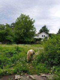Sheep by trees on grass against sky