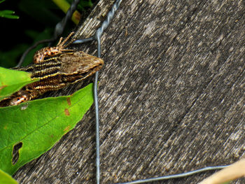 Close-up of butterfly on leaves