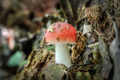 Close-up of fly agaric mushroom on land