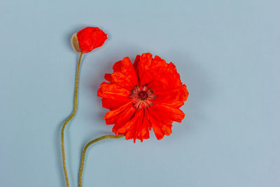 Close-up of red poppy flower against white background