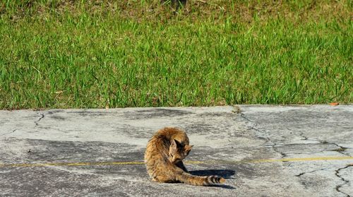 Cat sitting in a field