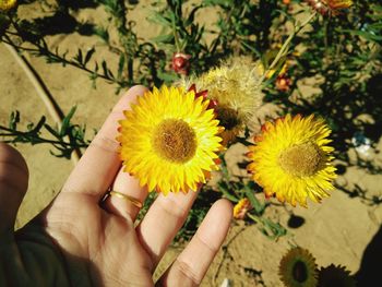 Close-up of hand holding yellow flower outdoors