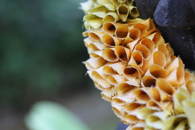 Close-up of yellow flowering plant