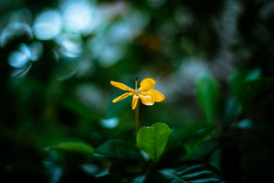 Close-up of yellow flowering plant