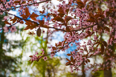 Low angle view of cherry blossoms