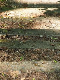 High angle view of lizard on field