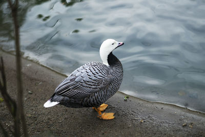 Close-up of duck