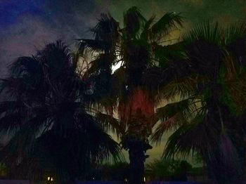 Palm trees against sky at night