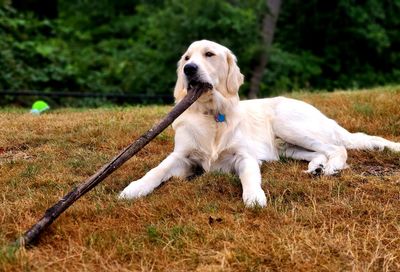 Dog resting on field with stick