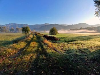 Scenic view of field against clear sky