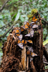 Close-up of butterfly on tree trunk