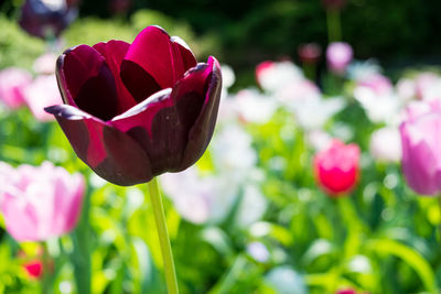 Close-up of red tulip