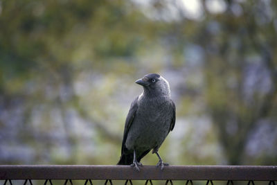 Close-up of bird perching on railing