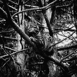 Close-up of bare tree in forest