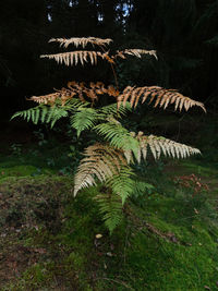 Plants and trees on field in forest