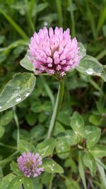 Close-up of pink flowers