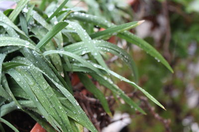 Close-up of raindrops on plant
