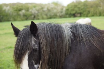 Close-up of a horse