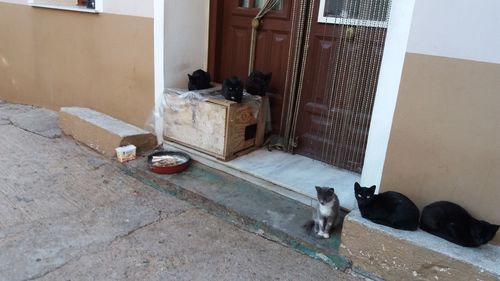 Portrait of a dog lying down on tiled floor