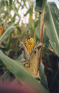 Close-up of fresh fruit on plant