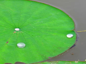 High angle view of wet leaf floating on water