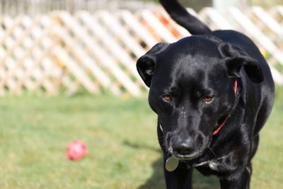 Close-up portrait of black dog