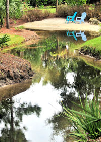 Reflection of trees in lake