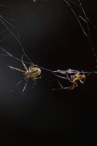 Close-up of spider on web against black background