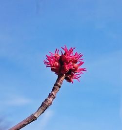 Low angle view of red flower against sky