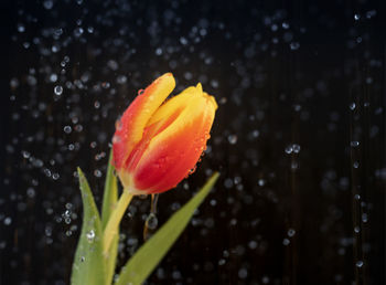 Close-up of wet flower on rainy day