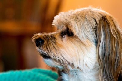 Close-up side view of dog