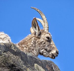 Low angle view of animal on rock against sky