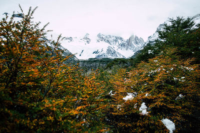 Valley forest surrounded by snowy mountains