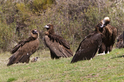 Birds on a land