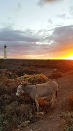 View of horse on field against sky during sunset