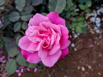 Close-up of pink rose