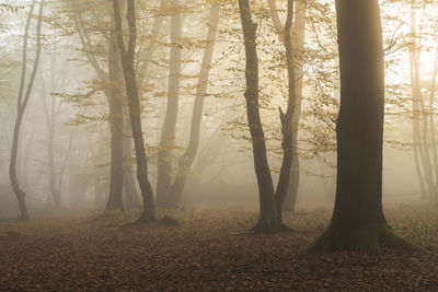 Sunlight streaming through trees in forest